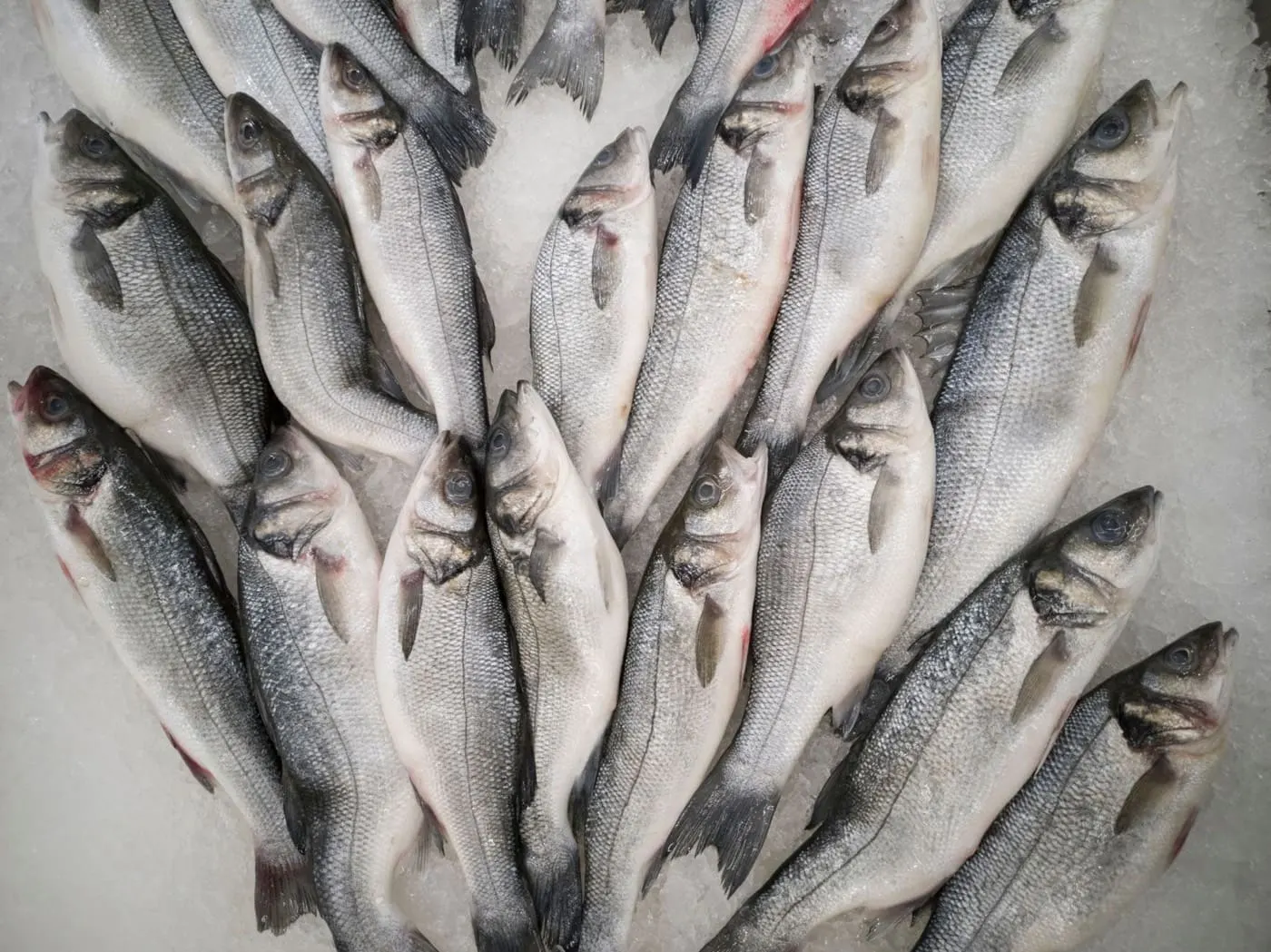 Il pesce fresco sul ghiaccio, un altro scorcio
