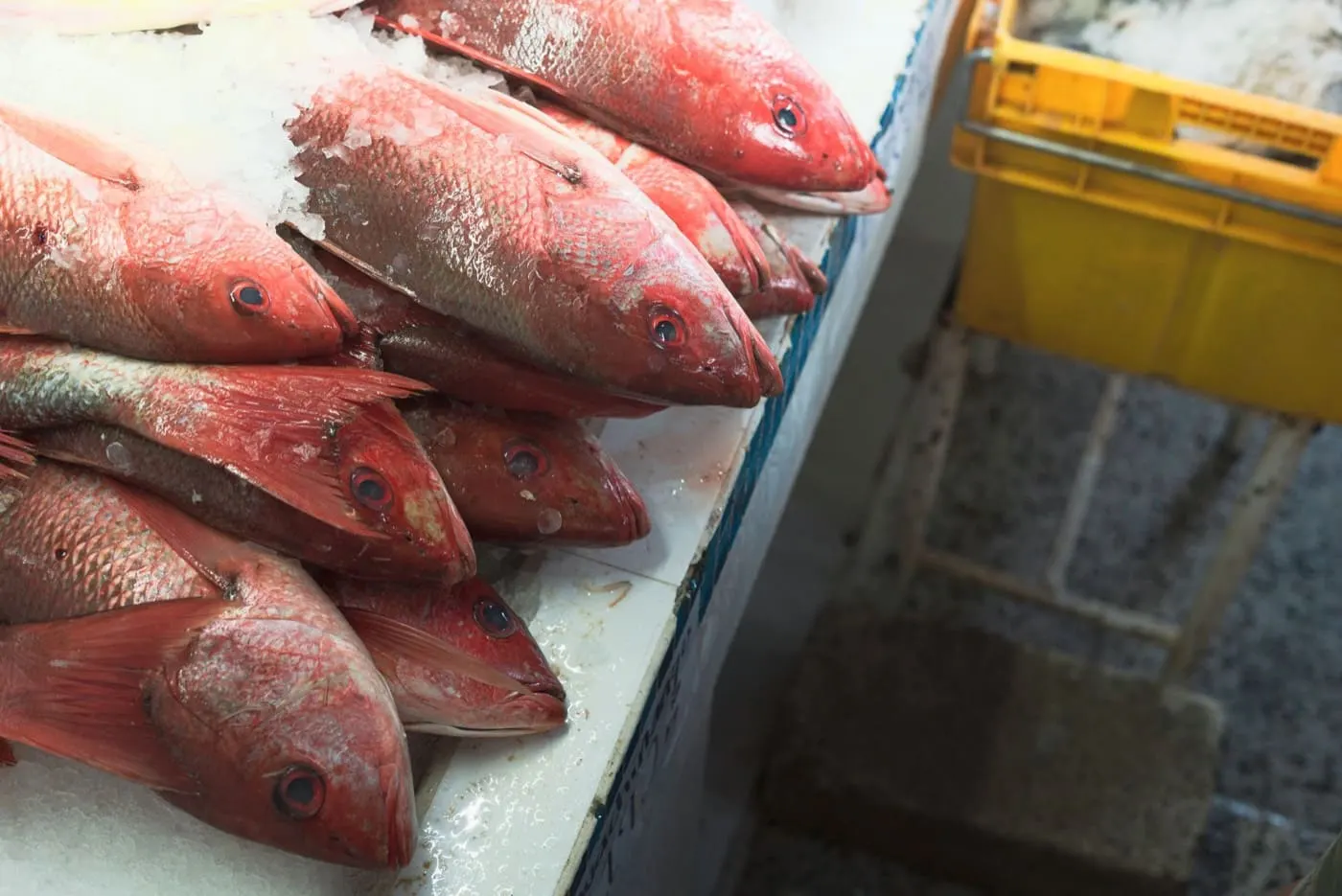 Il pesce fresco sul ghiaccio